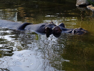 Fototapeta premium カバ