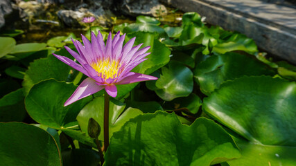 Pink lotus flower in a pond surrounded by green leaves