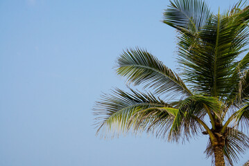 Obraz na płótnie Canvas Leaves of a palm tree against blue sky