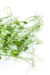 bunch of freshly cut green pea sprouts micro greens