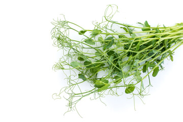 bunch of freshly cut green pea sprouts micro greens