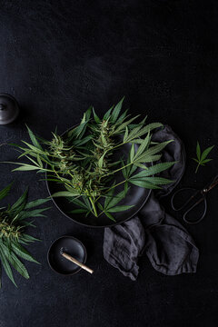 Cutting fresh cannabis plants