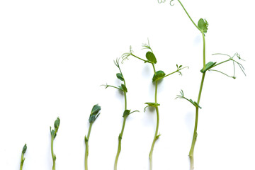 micro greens pea shoots in different grown stages lined up in a row against a white background.