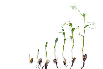 micro greens pea shoots in different grown stages lined up in a row against a white background.