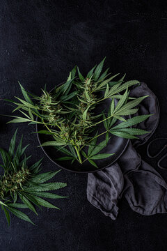 Cutting fresh cannabis plants