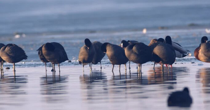 The Eurasian coot on a frozen lake, Soderica, Croatia