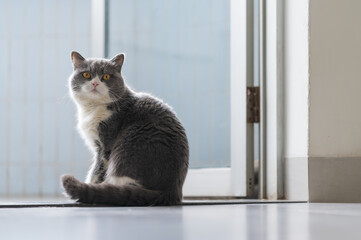 British shorthair cat sitting on the floor