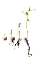 pea sprouts in different growth stage