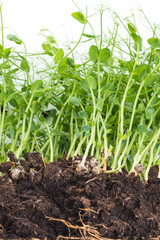 Pea micro greens sprouts, young pea shoots isolated on white