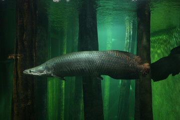Arapaima gigas fish on aquarium