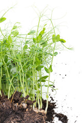 Pea micro greens sprouts, young pea shoots isolated on white