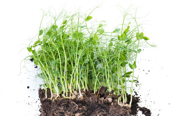Pea micro greens sprouts, young pea shoots isolated on white