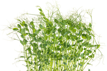 young pea plants on white background
