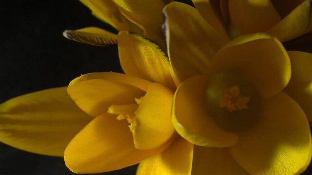 The flowers of the yellow crocuses bloom on a black background. The idea of tenderness and fragility