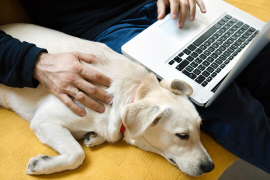 Dog Sleeping Next to a Man Working From Home on His Laptop