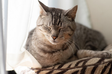 窓辺でくつろぐ猫　サバトラ猫