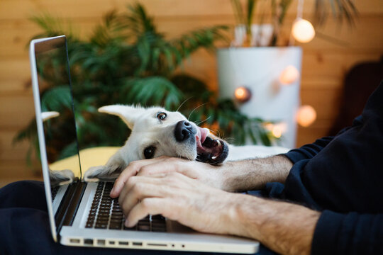 Dog Seeking Attention While his Owner is Working on his Laptop