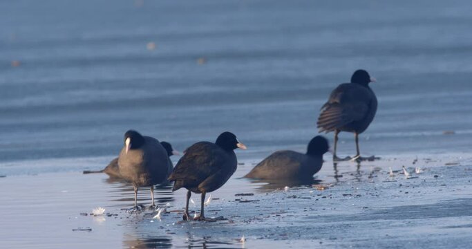The Eurasian coot on a frozen lake, Soderica, Croatia