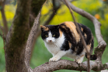 Obraz premium 木に登る三毛猫