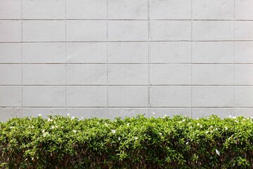 White block cement wall and green tree line pattern and background seamless