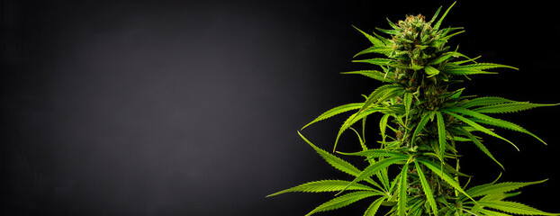 Marijuana plant on black gradient background
