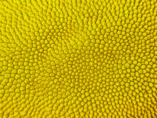 abstract yellow nature blur background of young jackfruit by closeup texture of spiky skin fruit of...