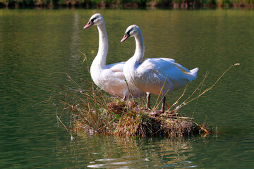  Höckerschwan (Cygnus olor)  Paar auf Nest im Wasser
