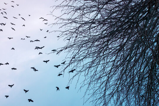 Crows circling before settling to roost for the night