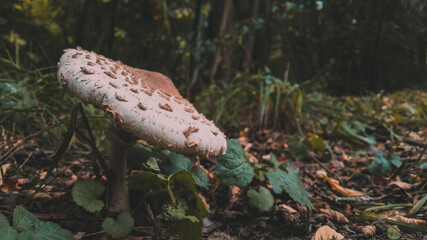 Macrolepiota procera mushrooms. huge vegan plant in the forest. the snake's hat. sponge snake