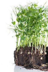 Pea micro greens sprouts, young pea shoots isolated on white