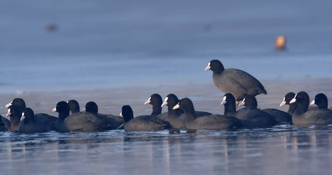 The Eurasian coot on a frozen lake, Soderica, Croatia