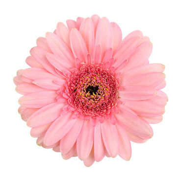 Pink gerbera  single flower  isolated macro