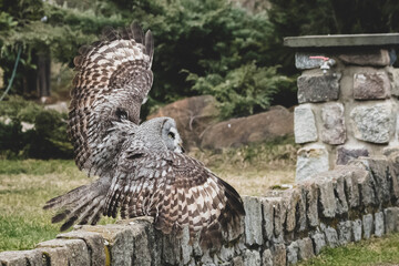 fliegender Bartkauz