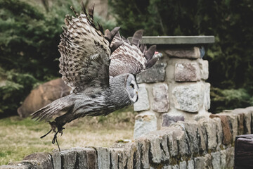 fliegender Bartkauz