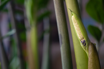 Rare flowering of a Zanzibar flower with the scientific name Zamioculcas or zamifolia: a place for a text describing the plant.