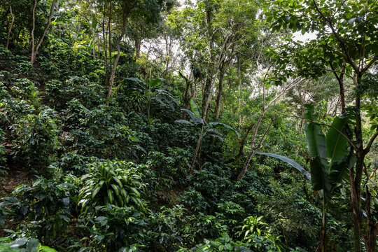 Organic Coffee Farm in Costa Rica
