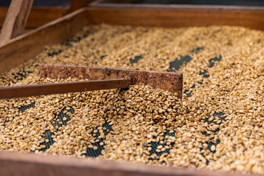 Rake moving dried Coffee Beans