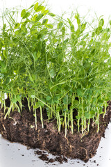 Pea micro greens sprouts, young pea shoots isolated on white