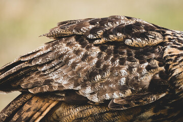 Uhu Portrait