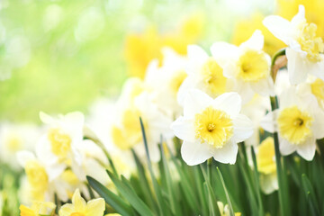 Spring blossoming white and yellow daffodils in garden, springtime blooming narcissus (jonquil) flowers, selective focus, shallow DOF, toned	