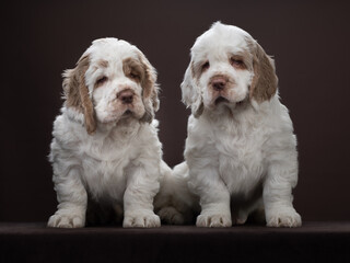 two puppies on brown background. dog clumber spaniel indoors