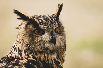 Fototapeta premium Uhu Portrait