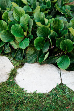 Detail of hexagonal stone gneisses forming a footpath in the grass