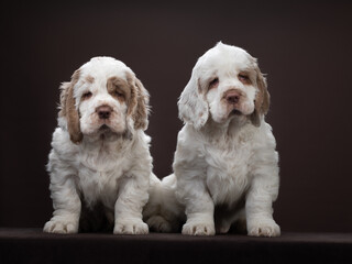 two puppies on brown background. dog clumber spaniel indoors