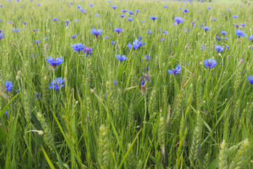 Blue flowers growing in a crop of wheat on a spring day near Potzbach, Germany.