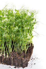 Pea micro greens sprouts, young pea shoots isolated on white