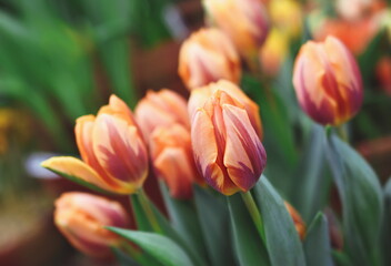 Spring blossoming tulips in garden, springtime bright flowers in the field, pastel and soft floral card, selective focus, shallow DOF, toned	