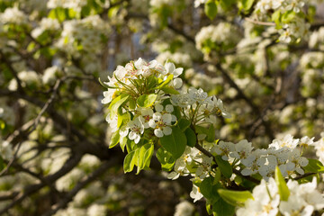 Mediterranean spring white flowers