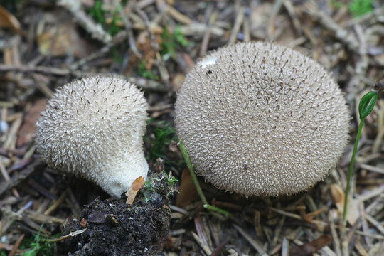 Lycoperdon perlatum, known as the common puffball, warted puffball, gem-studded puffball or the devil's snuff-box, wild fungus from Finland