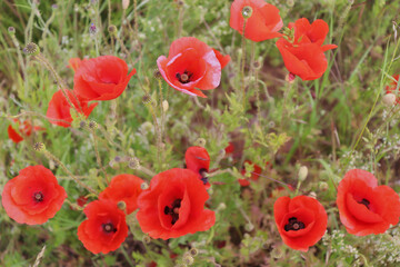 Obraz premium Top of red poppies in a field in rural Germany on a spring day.